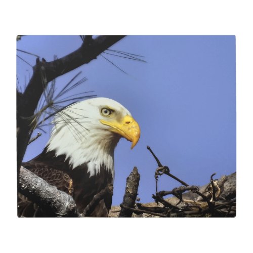 Mature Bald Eagle in Nest  Metal Print