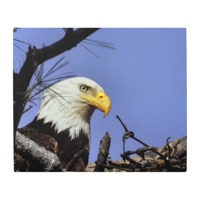 Mature Bald Eagle in Nest  Metal Print (Front)