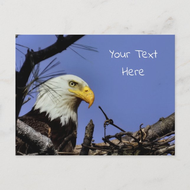 Mature Bald Eagle in Nest *Personalize* Postcard (Front)