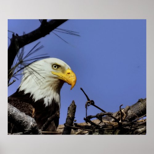 Mature Bald Eagle in Nest Poster