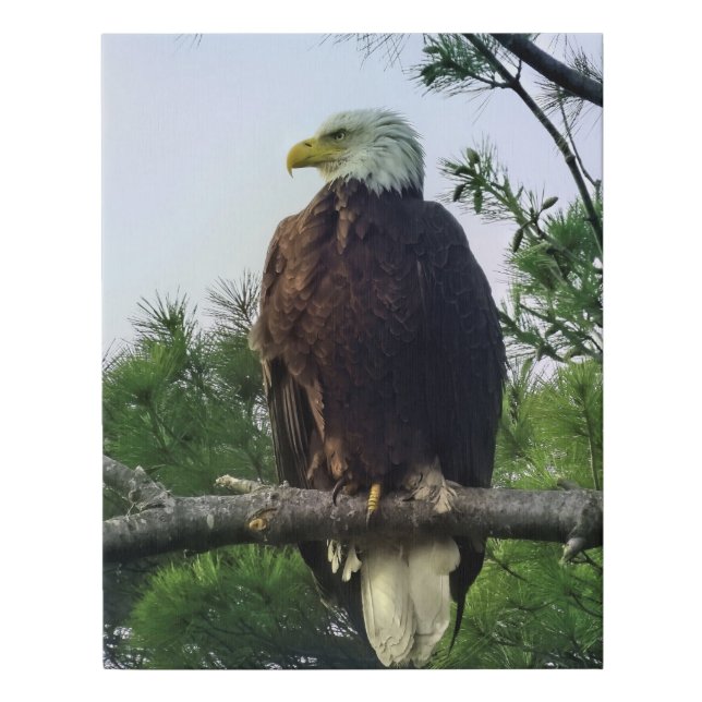 Mature Bald Eagle perched in Evergreen Tree Faux Canvas Print (Front)