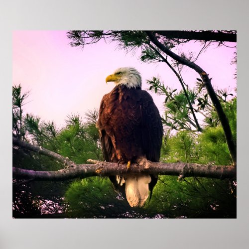 Mature Bald Eagle perched in Evergreen Tree  Poster
