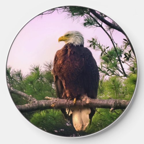 Mature Bald Eagle perched in Evergreen Tree  Wireless Charger