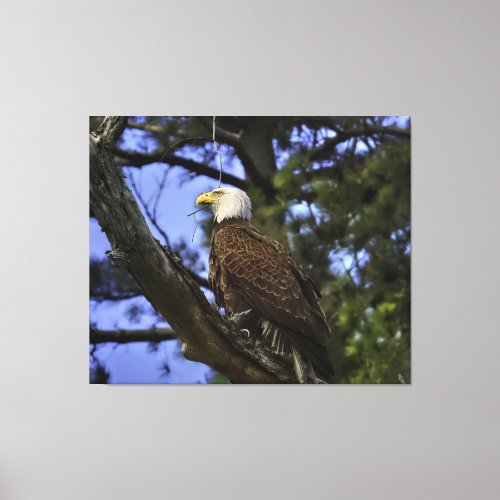 Mature Bald Eagle Perched in Tree  Canvas Print