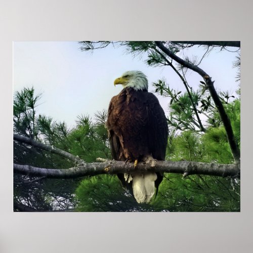 Mature Bald Eagle Perched in Tree Poster