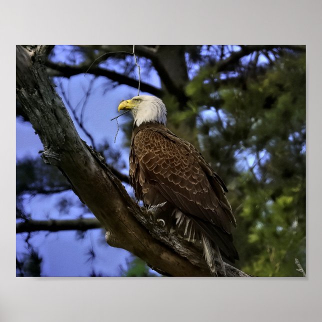 Mature Bald Eagle Poster (Front)