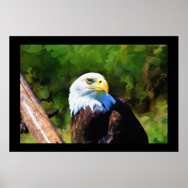Mature Bald Eagle Wildlife Painting Poster (Front)