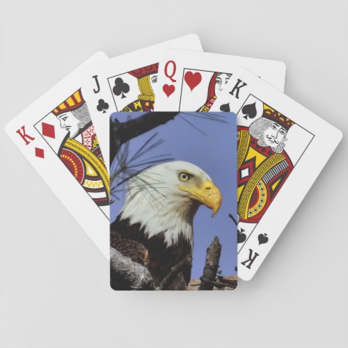 Mature Male Bald Eagle Close Up Head Shot Poker Cards