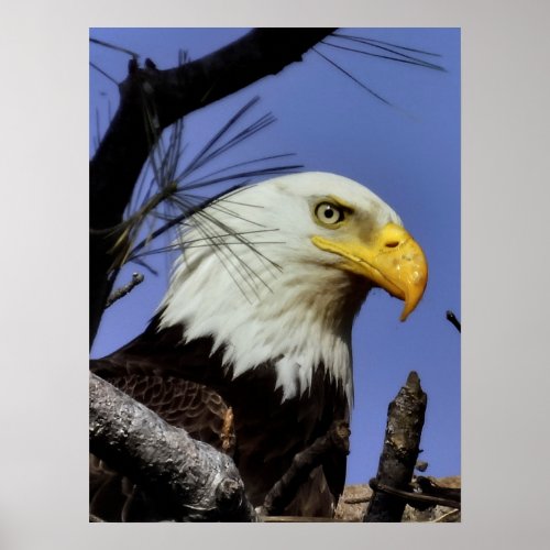 Mature Male Bald Eagle Close Up Head Shot  Poster