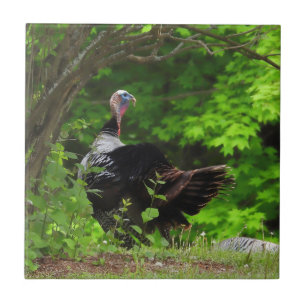Mature Male Wild Turkey Ceramic Tile