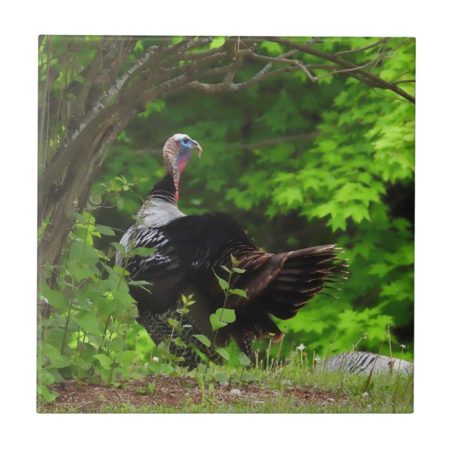 Mature Male Wild Turkey  Ceramic Tile (Front)