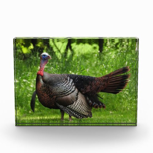 Mature Male Wild Turkey Displaying Feathers Acrylic Award