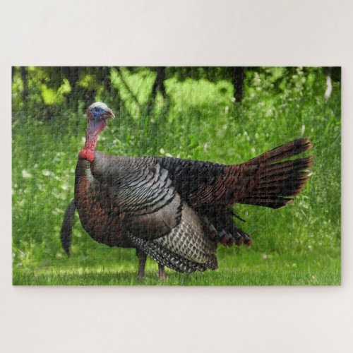 Mature Male Wild Turkey Displaying Feathers  Jigsaw Puzzle