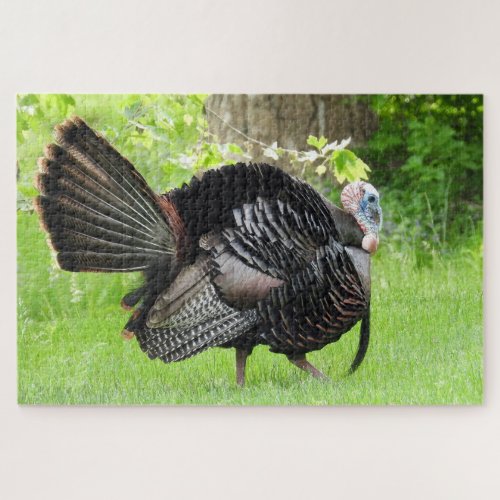 Mature Male Wild Turkey Displaying Feathers  Jigsaw Puzzle