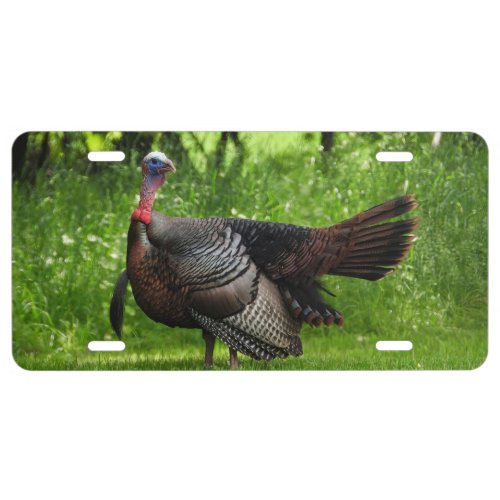 Mature Male Wild Turkey Displaying Feathers License Plate
