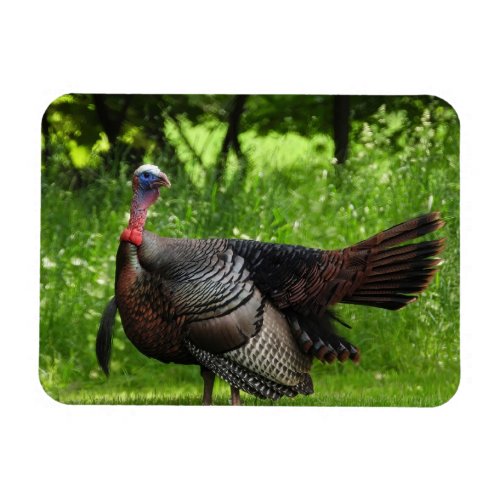 Mature Male Wild Turkey Displaying Feathers Magnet