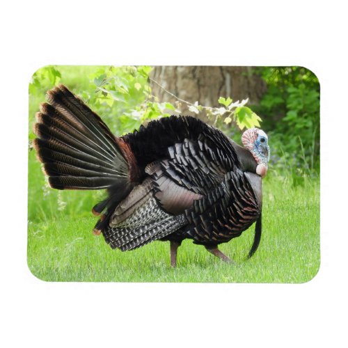 Mature Male Wild Turkey Displaying Feathers Magnet