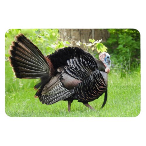 Mature Male Wild Turkey Displaying Feathers  Magnet