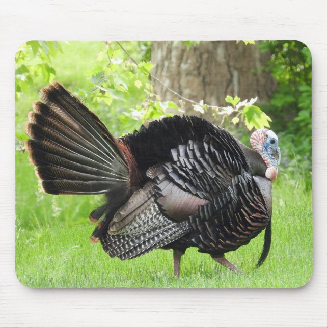 Mature Male Wild Turkey Displaying Feathers Mouse Pad (Front)