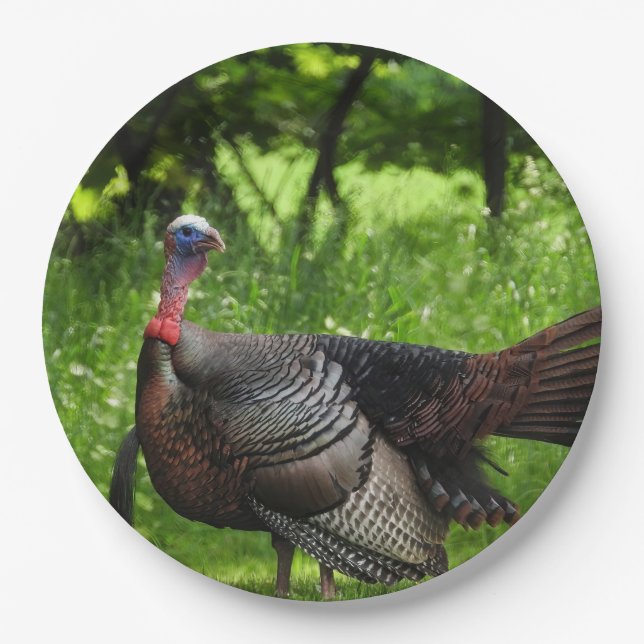 Mature Male Wild Turkey Displaying Feathers Paper Plates (Front)