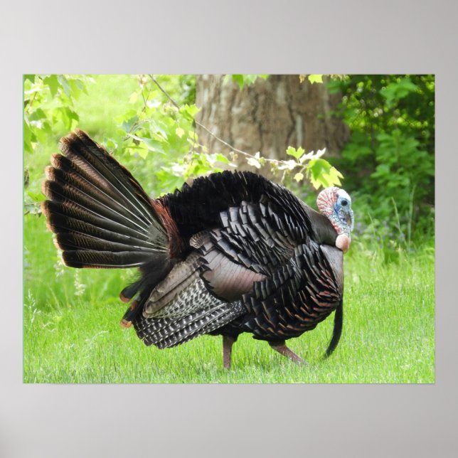 Mature Male Wild Turkey Displaying Feathers  Poster (Front)