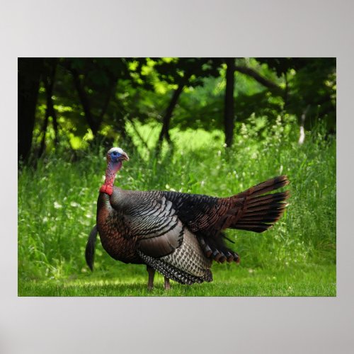 Mature Male Wild Turkey Displaying Feathers  Poster