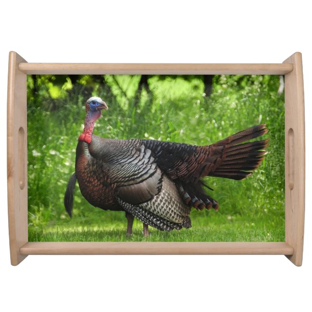 Mature Male Wild Turkey Displaying Feathers Serving Tray (Front)