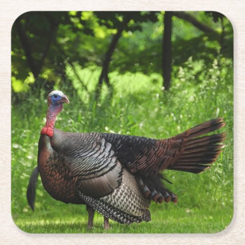 Mature Male Wild Turkey Displaying Feathers Square Paper Coaster