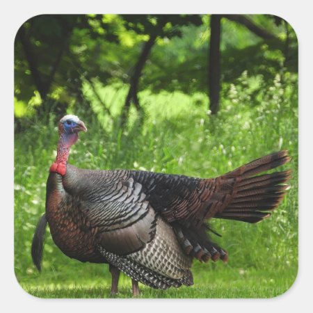 Mature Male Wild Turkey Displaying Feathers Square Sticker