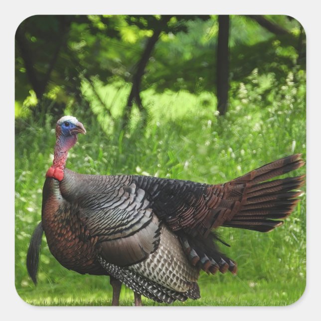 Mature Male Wild Turkey Displaying Feathers Square Sticker (Front)