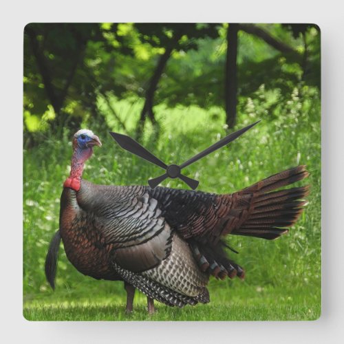 Mature Male Wild Turkey Displaying Feathers Square Wall Clock