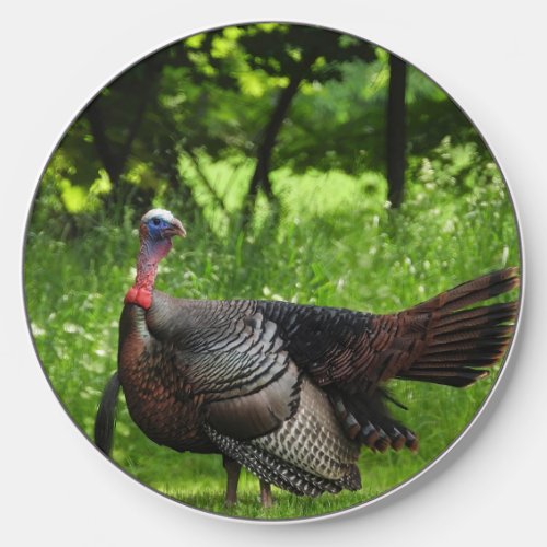 Mature Male Wild Turkey Displaying Feathers Wireless Charger
