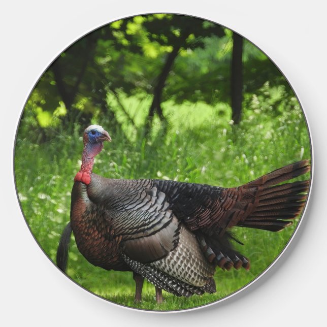 Mature Male Wild Turkey Displaying Feathers Wireless Charger (Front)