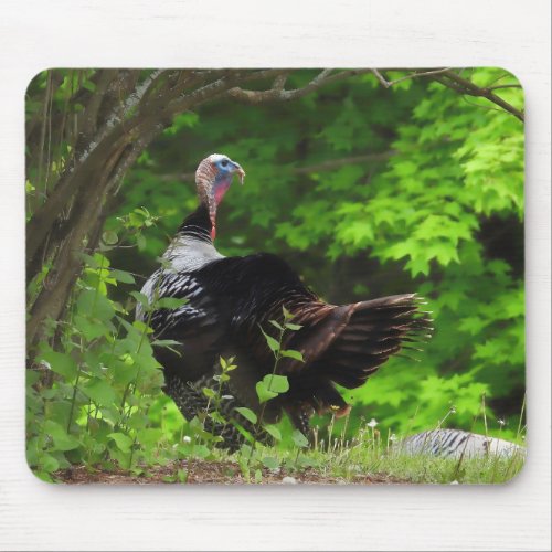 Mature Male Wild Turkey  Mouse Pad