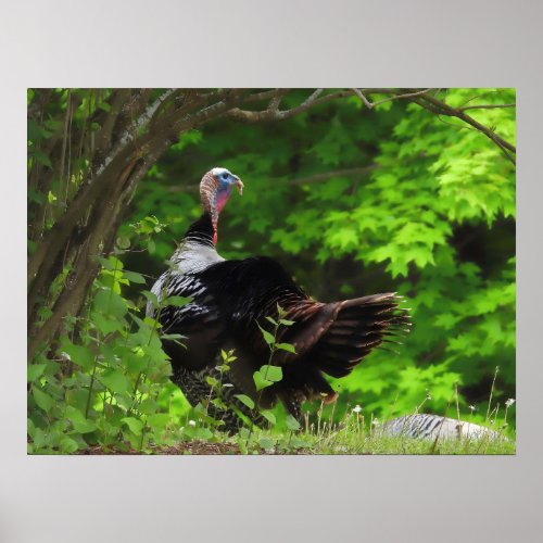 Mature Male Wild Turkey Poster