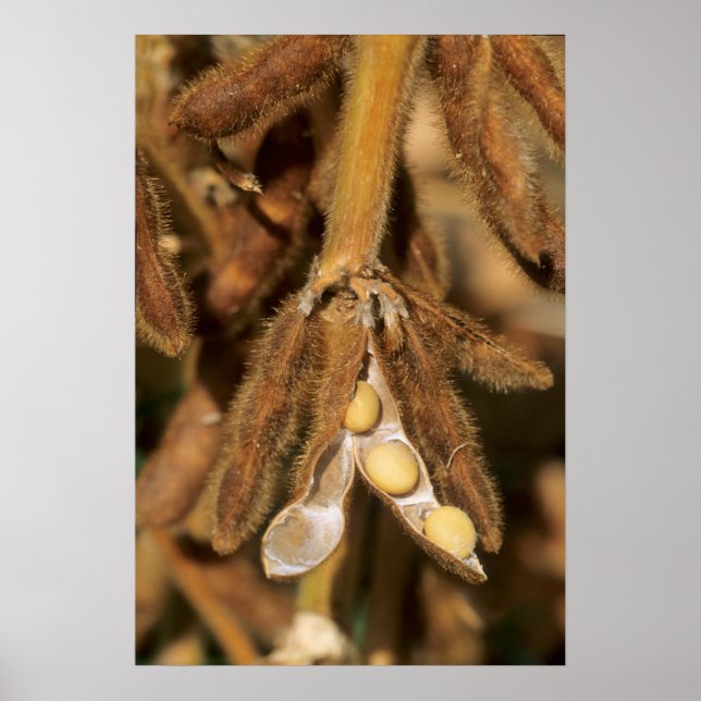 Mature soybeans poster (Front)