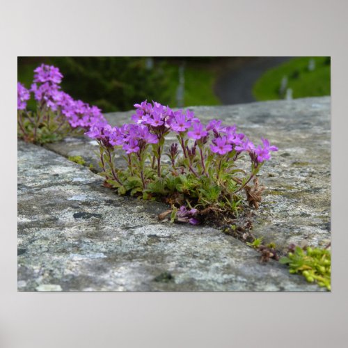 Mauerblmchen lila Blten flowering between rocks Poster