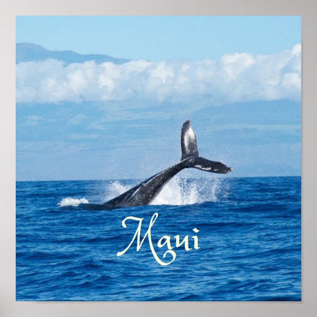 Maui Hawaii Ocean Whale Tail Poster (Front)