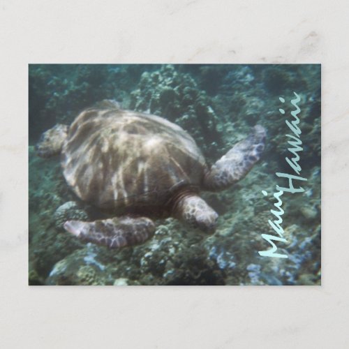 Maui Hawaii sea turtle postcard