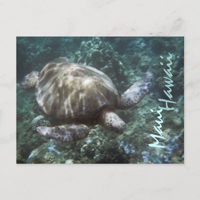 Maui Hawaii sea turtle postcard (Front)