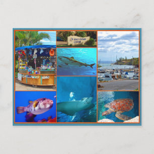 Maui Ocean Center Postcard