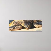 Maui Sea Turtle Canvas Print