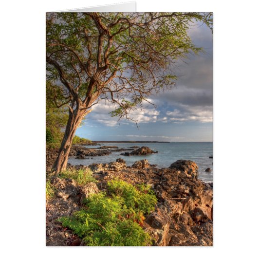 Maui shoreline cards (Front)