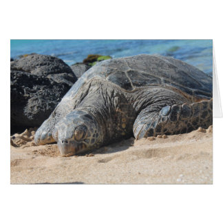 Maui Turtle Cards