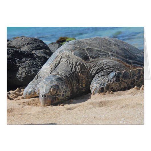 Maui Turtle Cards (Front Horizontal)