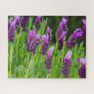 Maui Upcountry Lavender Blooms Jigsaw Puzzle