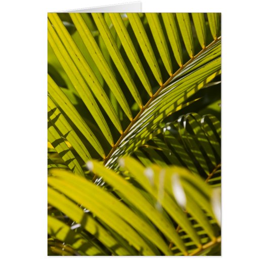 Mauritius, Central Mauritius, Moka, palm Cards (Front)