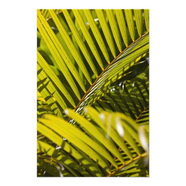 Mauritius, Central Mauritius, Moka, palm Photo Print (Front)