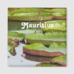 Mauritius Lily Pads Magnet