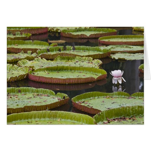 Mauritius, Pamplemousses, SSR Botanical Cards (Front Horizontal)